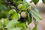 Greengages on the tree (close-up)