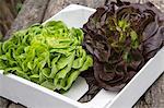 Red and green lettuce in a crate