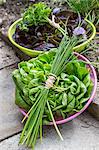 Lettuces, chives and parsley in bowls on a garden path