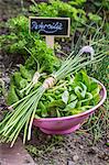 Lettuce, chives and parsley in a bowl in a bed in the garden