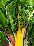 Rainbow chard