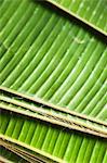 Freshly cut banana leaves