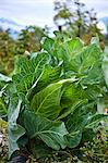 Spring cabbage - growing.