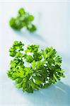 Parsley (close-up)