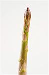 A spear of green asparagus against a white background