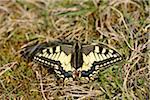 Close-up of a Old World Swallowtail (Papilio machaon) in a meadow in spring, Bavaria, Germany