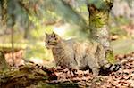 Close-up of a European wildcat (Felis silvestris silvestris) in a forest in spring, Bavarian Forest National Park, Bavaria, Germany