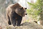 Close-up of a Eurasian brown bear (Ursus arctos arctos) in a forest in spring, Bavarian Forest National Park, Bavaria, Germany