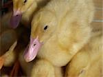 little yellow ducklings