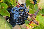 Ripe clusters of dark blue grapes. Crimea, September.