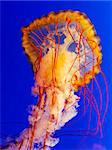 spectacular jellyfish in blue sea