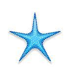 Illustration blue starfish isolated on white background - vector