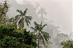 Cloud forest in Monte, Ecuador