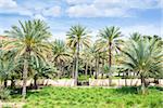 Image of palms in Birkat al mud in Oman