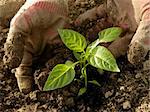 hands planting sweet pepper seedlings