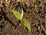 small seedlings of ash-leaved maple
