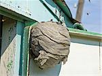 Wasp beehive that being built in the house.