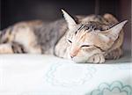 Siamese cat sleeping on the table, stock photo