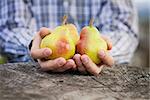 Organic fruit. Healthy food. Fresh pear in farmers hands