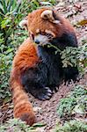 A red panda in Sichuan provence China