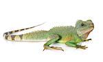 Chinese water dragon in front of white background