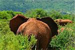 African Elephant in the wild. Africa. Kenya. Samburu national park.