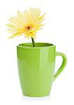 Yellow gerbera flower in tea cup. Isolated on white background