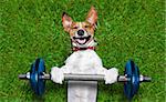 super strong dog lifting  bing blue dumbbell bar