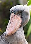 A closeup of the head of a shoebill (also known as whalehead or shoe-billed stork)