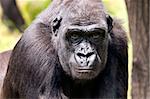 A closeup of the head of a gorilla