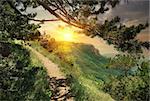 Pine forest in the mountains at sunset