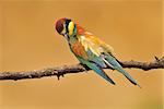 Photo of bee eater cleaning it's feather
