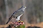 Photo of northern goshawk with carrion