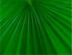 Closeup detail of palm tree leaf. Green background.