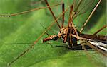 Crane fly on natural green leaf macro close-up