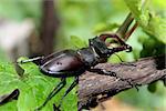 Stag-beetle ( Lucanus cervus ) on the twig