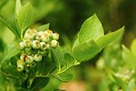 Unripe little green blueberry bushes in the garden