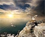 Three seagulls over the sea and mountains at sunset