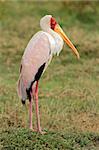 Yellow-billed stork (Mycteria ibis), Lake Nakuru National Park, Kenya