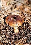 Brown cap edible mushroom in autumn forest