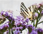Close up of a Swallowtail butterfly feeding on flowers