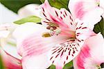 detail of bouquet of pink lily flower on white background