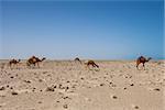 a group of baby camel and adults on western sahara in morocco