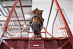 Horse portrait standing in manege box. Low angle shot