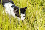 one domestic black-and-white cat tracks down production having sat down in a green grass