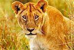 Beautiful wild african lioness portrait, Savanna, game drive, wildlife safari, animals in natural habitat, beauty of nature, Kenya travel, Masai Mara