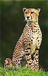 Wild african cheetah portrait, beautiful mammal animal, endangered carnivore, Africa. Kenya. Masai Mara