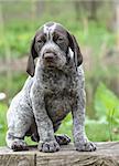 german shorthaired pointer puppy sitting on a log