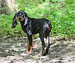 black and tan coonhound walking on a trail in the woods