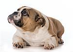 english bulldog puppy laying down looking up on white background